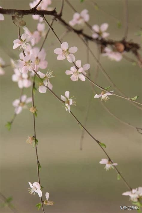 發春 意思|發春的意思